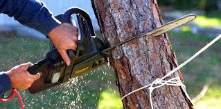 Best Firewood Processing and Delivery  in Stillwater, OK