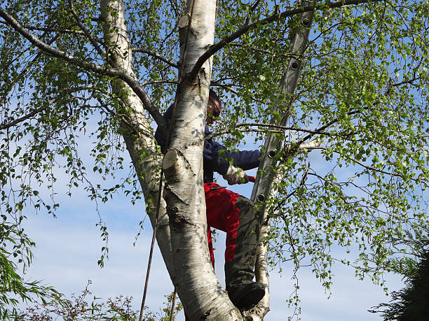 How Our Tree Care Process Works  in  Stillwater, OK